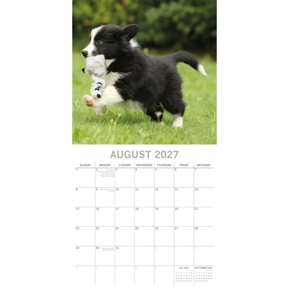 Border Collie Puppies 2027 Wall Calendar Second Alternate Image