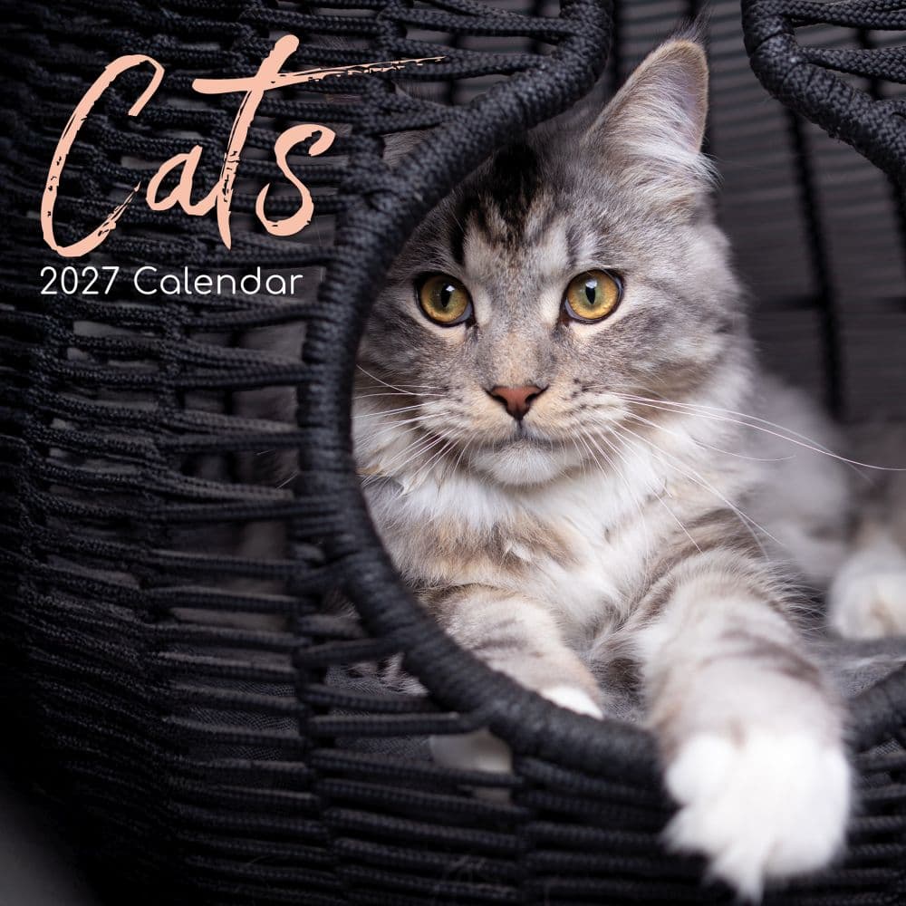 image Cats 2027 Wall Calendar Main Product Image