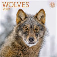 image Wolves 2027 Mini Wall Calendar Main Product Image