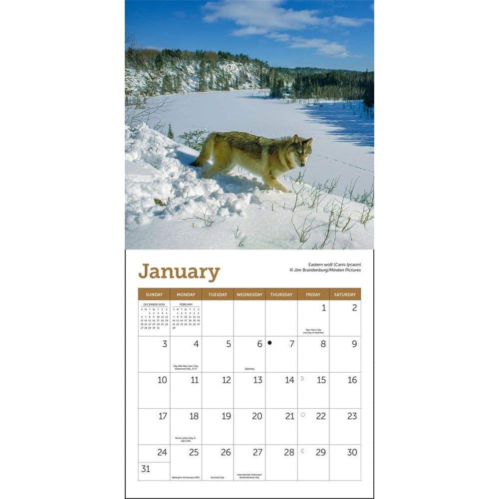 Wolves 2027 Mini Wall Calendar Second Alternate Image