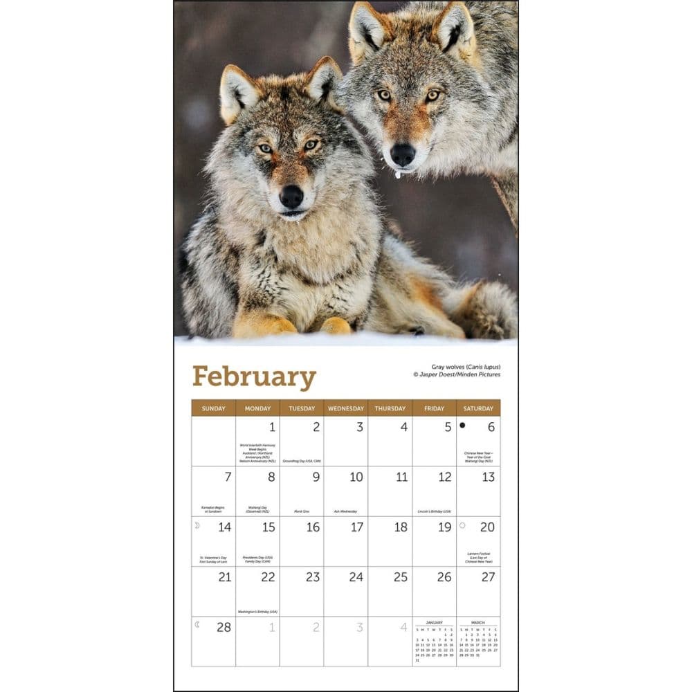 Wolves 2027 Mini Wall Calendar Third Alternate Image