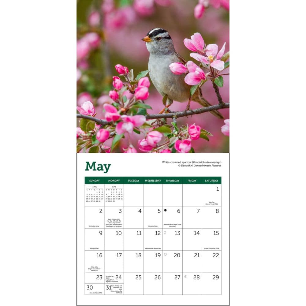 Songbirds 2027 Mini Wall Calendar Second Alternate Image