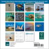 image Sea Turtles 2027 Mini Wall Calendar First Alternate Image