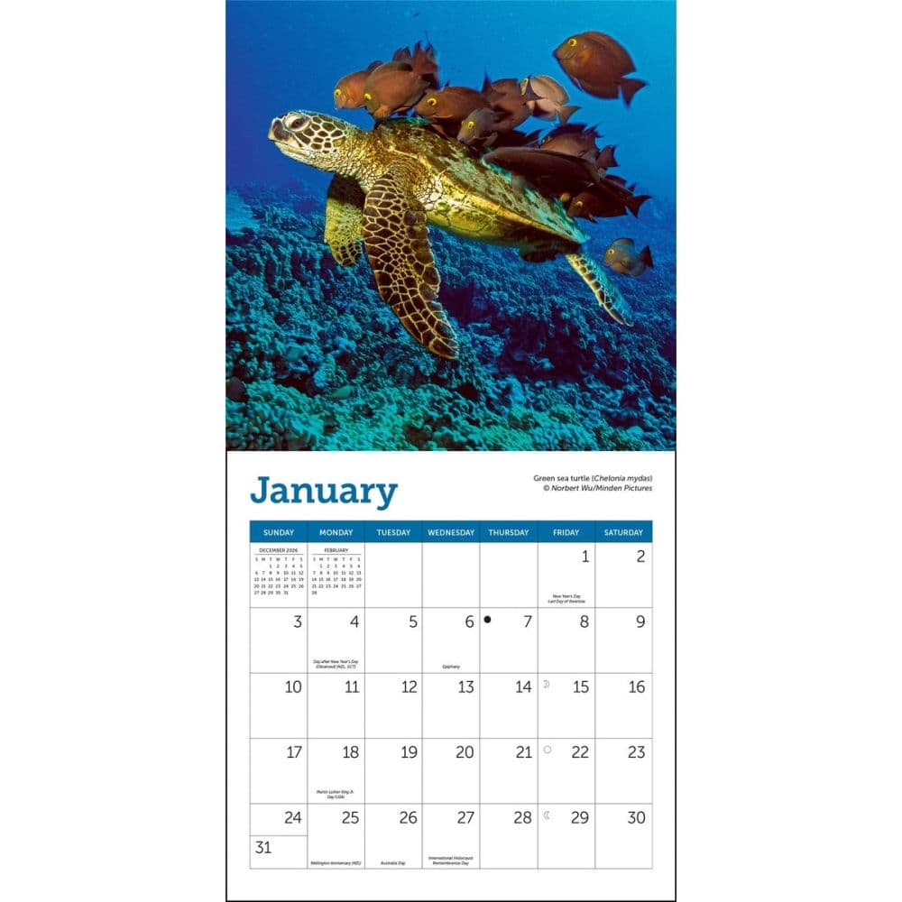 Sea Turtles 2027 Mini Wall Calendar Second Alternate Image