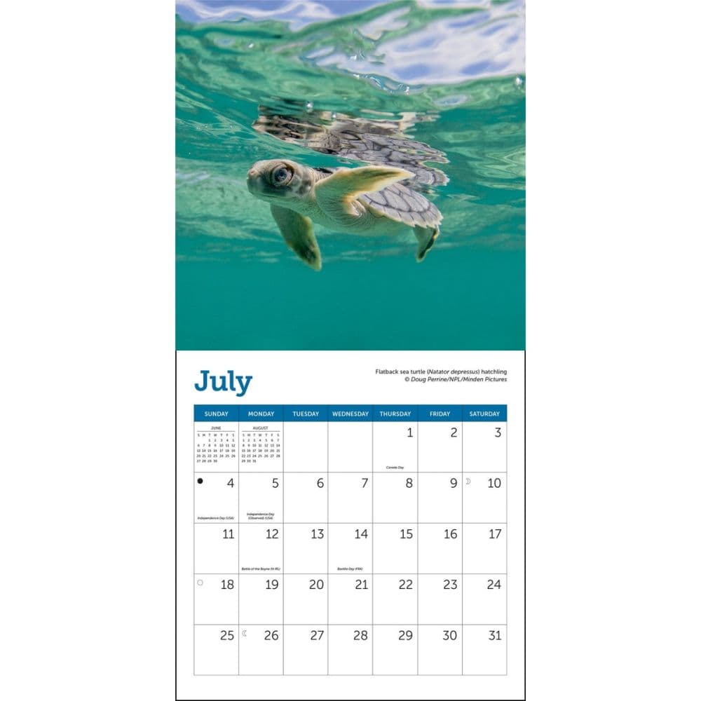 Sea Turtles 2027 Mini Wall Calendar Third Alternate Image