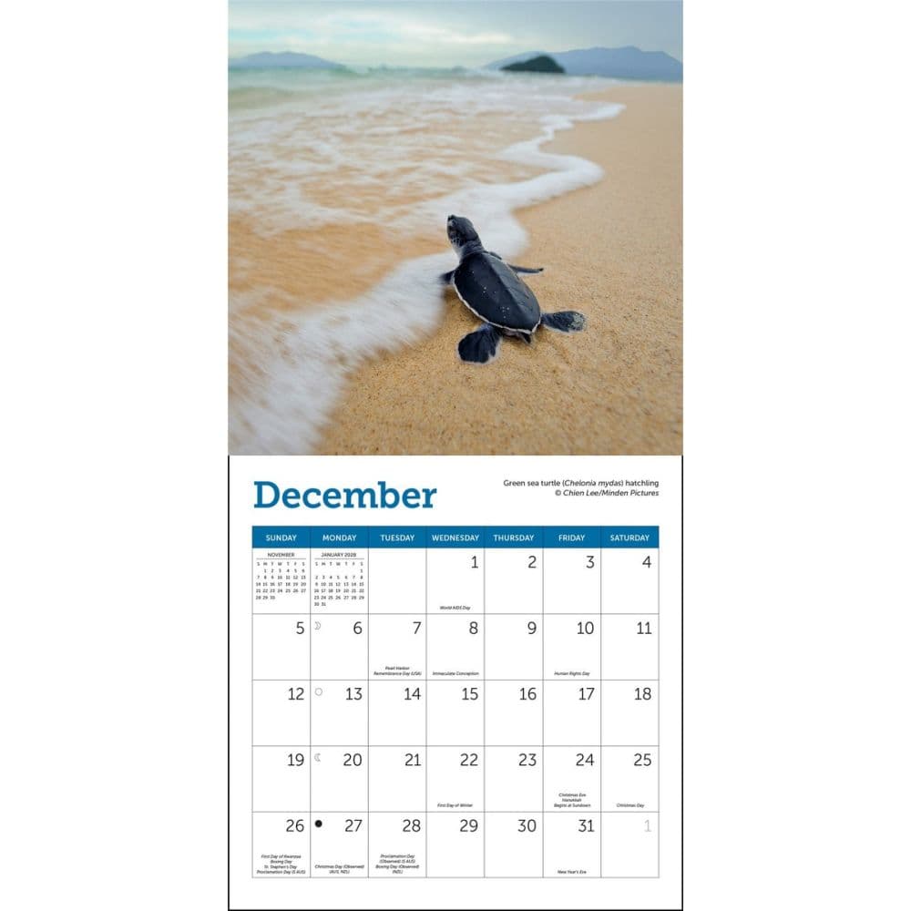 Sea Turtles 2027 Mini Wall Calendar Fourth Alternate Image