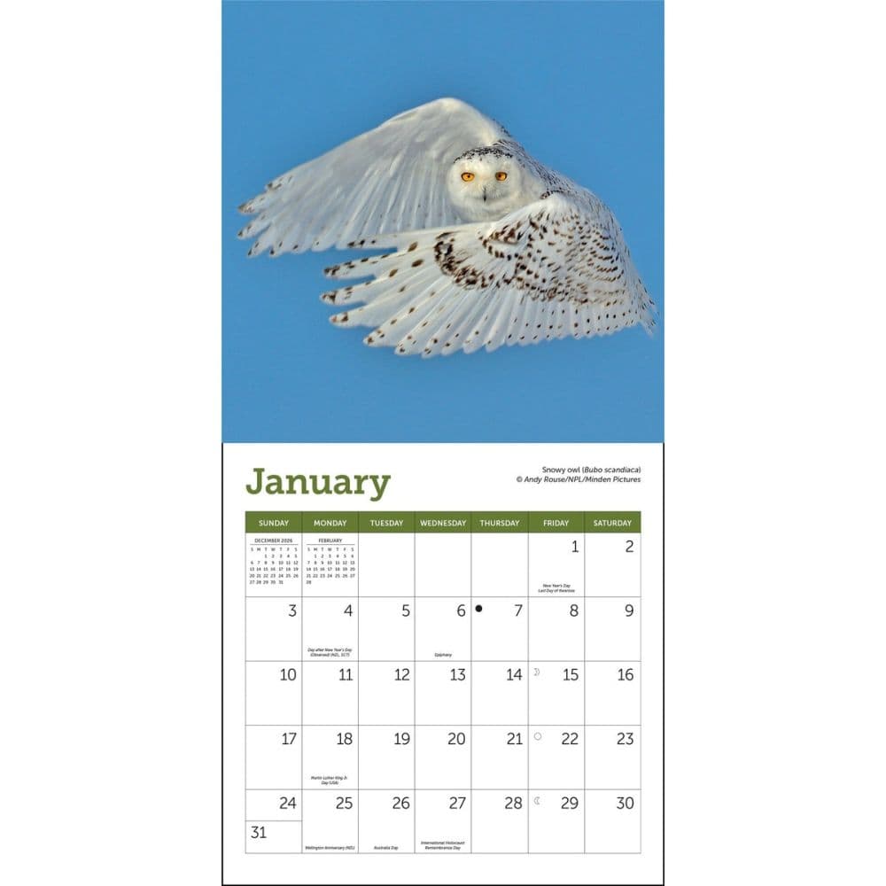 Owls 2027 Mini Wall Calendar Second Alternate Image