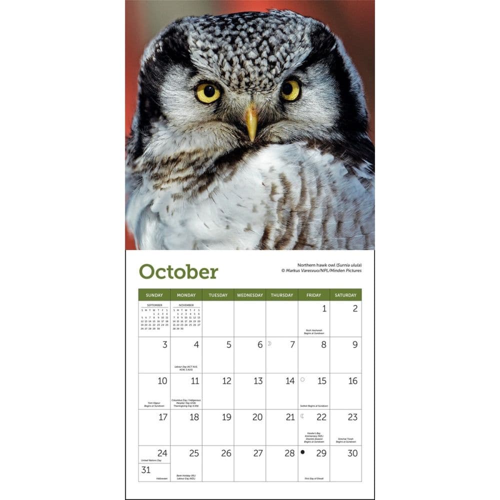 Owls 2027 Mini Wall Calendar Third Alternate Image