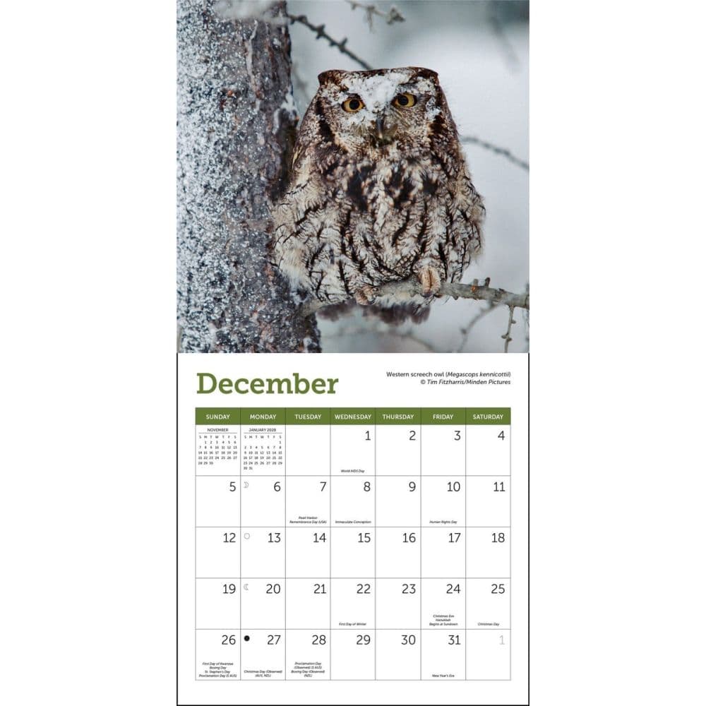 Owls 2027 Mini Wall Calendar Fourth Alternate Image