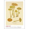 image Mushroom Botanicals Poster 2027 Wall Calendar Second Alternate Image