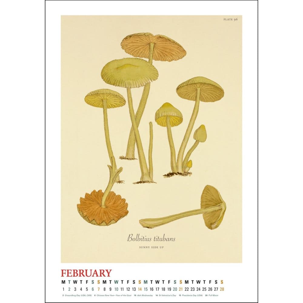 Mushroom Botanicals Poster 2027 Wall Calendar Second Alternate Image
