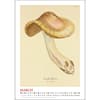 image Mushroom Botanicals Poster 2027 Wall Calendar Third Alternate Image