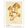 image Mushroom Botanicals Poster 2027 Wall Calendar Fourth Alternate Image