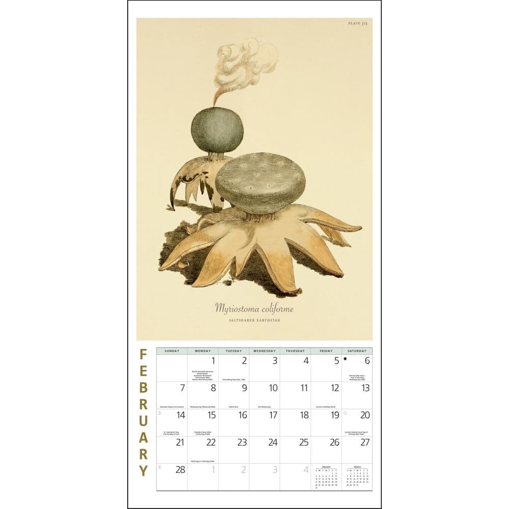 Mushroom Botanical Prints 2027 Mini Wall Calendar Second Alternate Image