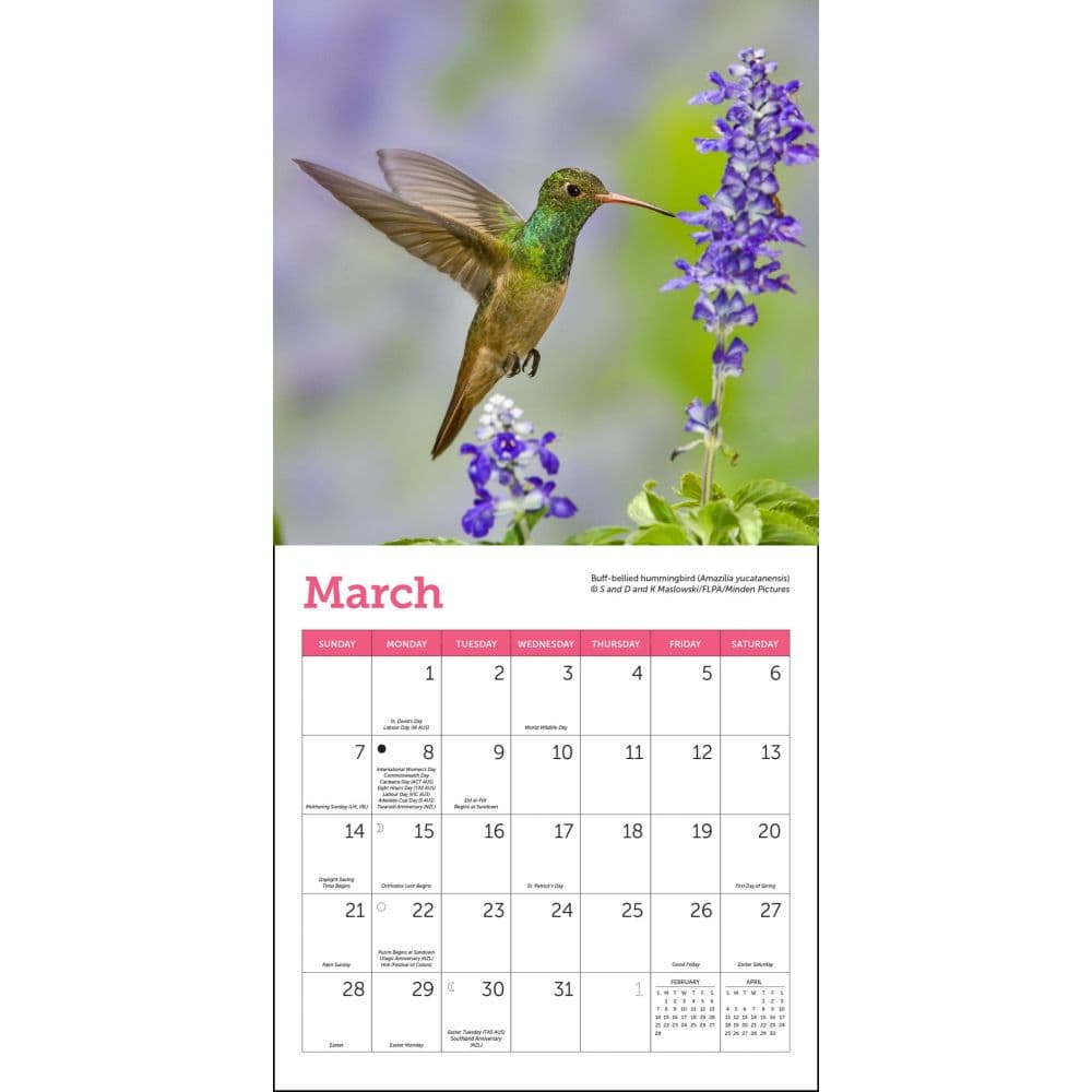 Hummingbirds 2027 Mini Wall Calendar Second Alternate Image