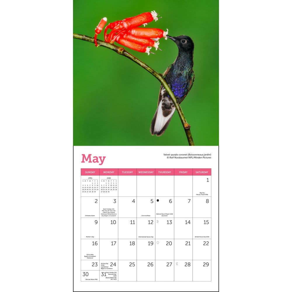 Hummingbirds 2027 Mini Wall Calendar Third Alternate Image
