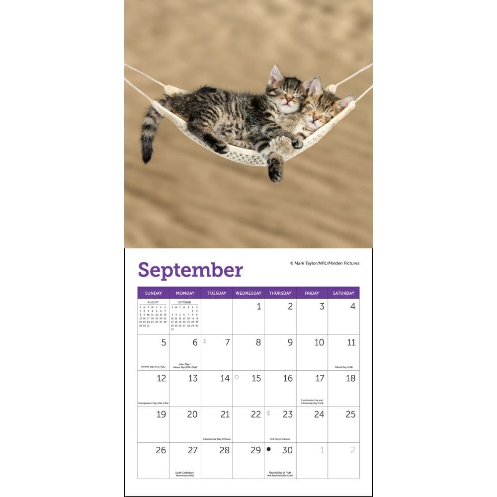 Cats 2027 Mini Wall Calendar Third Alternate Image