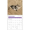 image Cats 2027 Mini Wall Calendar Third Alternate Image