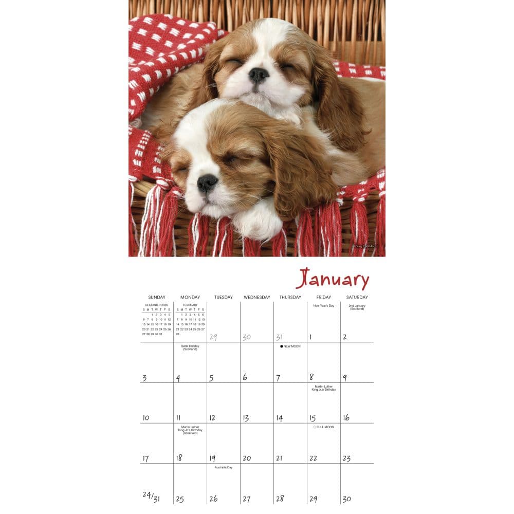 Pooped Puppies 2027 Mini Wall Calendar Second Alternate Image