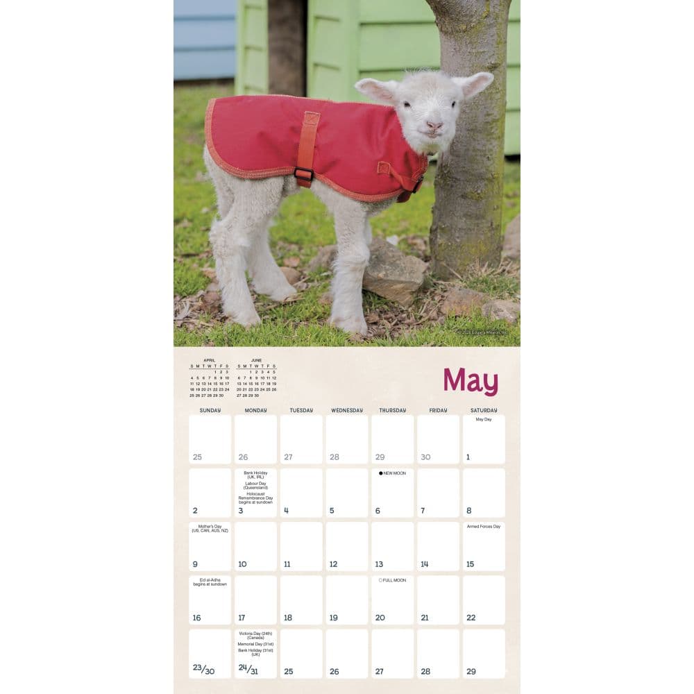 Lambies in Jammies 2027 Mini Wall Calendar Fourth Alternate Image