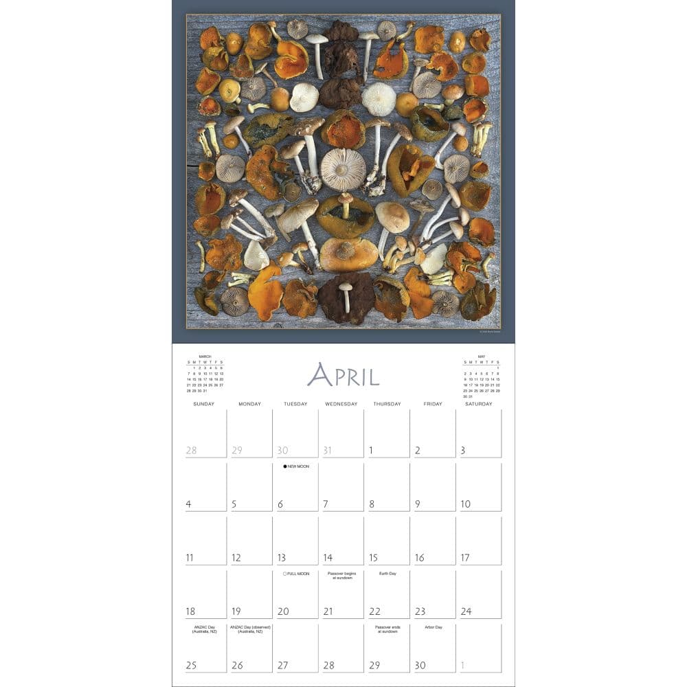 Mushrooms the Art of the Fungi 2027 Wall Calendar Second Alternate Image