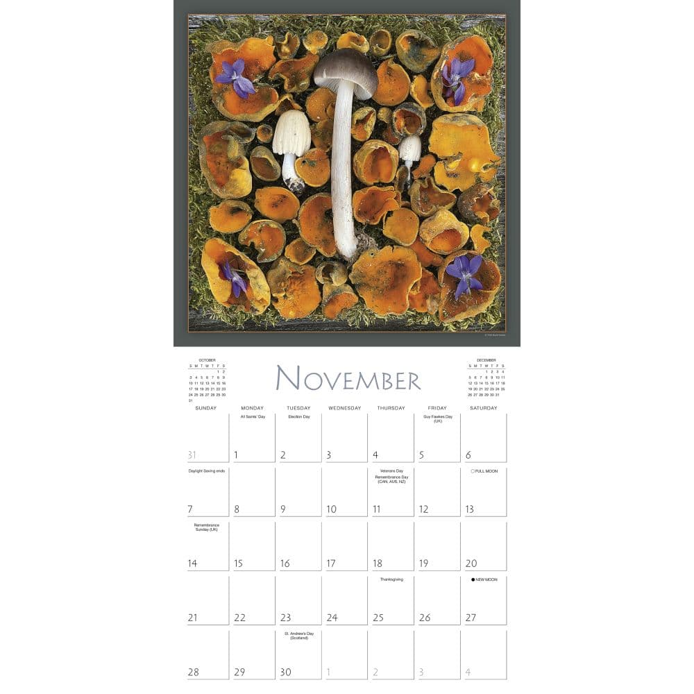 Mushrooms the Art of the Fungi 2027 Wall Calendar Fourth Alternate Image