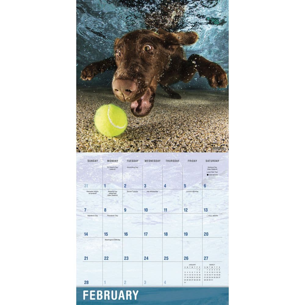 Underwater Dogs 2027 Wall Calendar by Seth Casteel Second Alternate Image