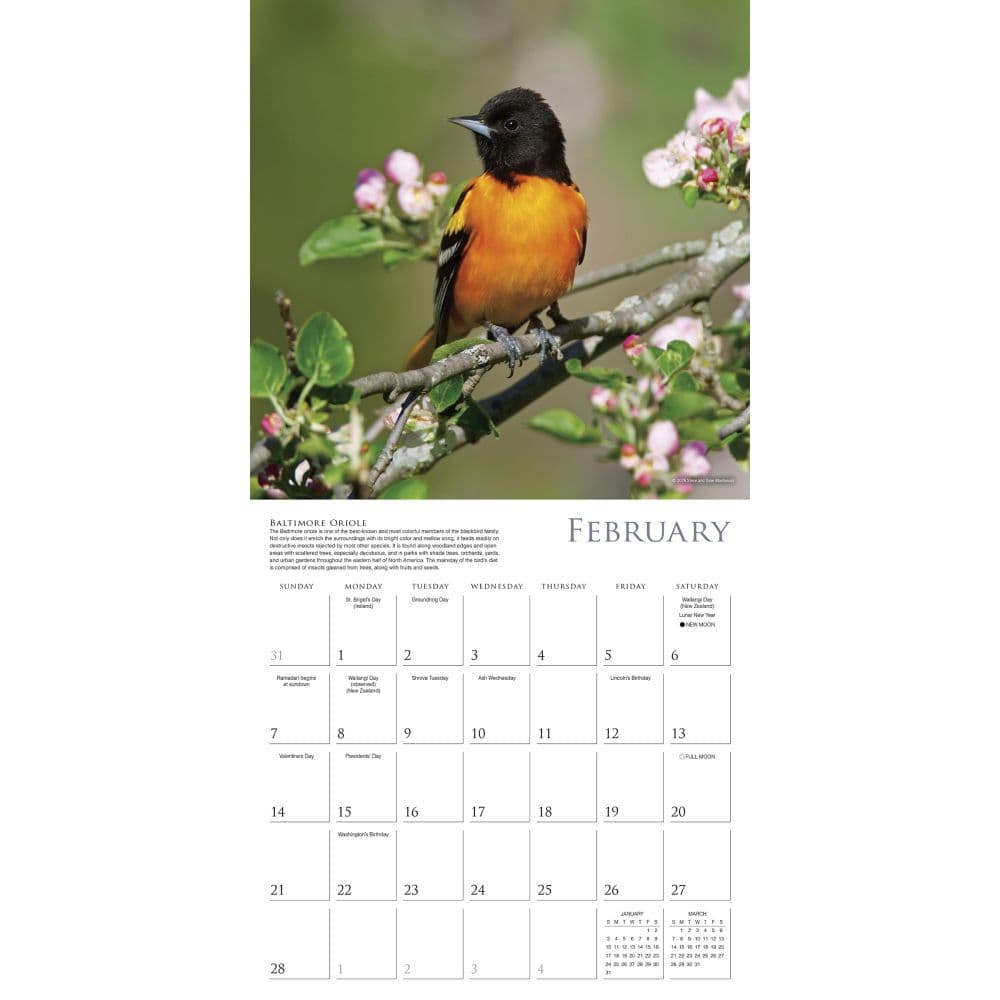 Songbirds 2027 Wall Calendar Second Alternate Image