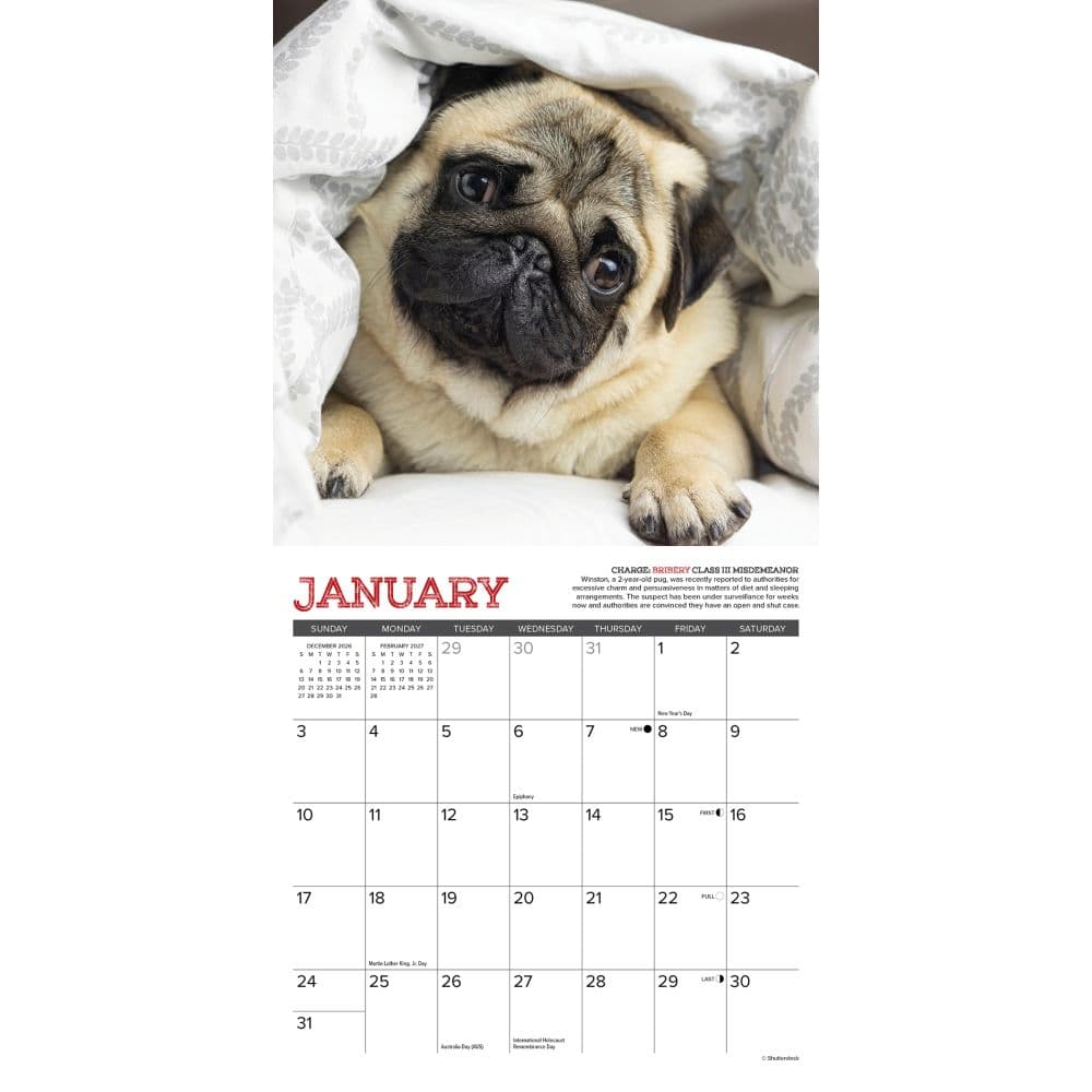 Pug Mugs 2027 Mini Wall Calendar Second Alternate Image