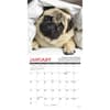 image Pug Mugs 2027 Mini Wall Calendar Second Alternate Image