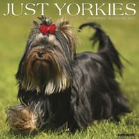 image Just Yorkies 2027 Wall Calendar Main Product Image
