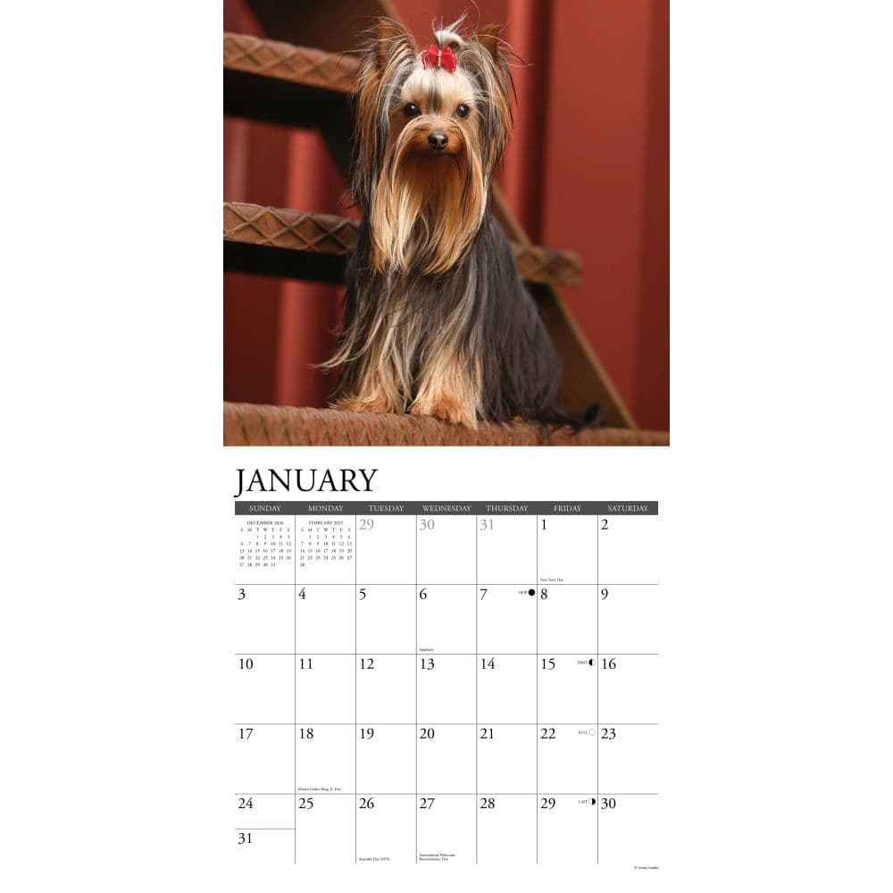 Just Yorkies 2027 Wall Calendar Second Alternate Image