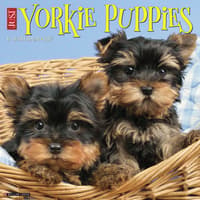 image Just Yorkie Puppies 2027 Wall Calendar Main Product Image