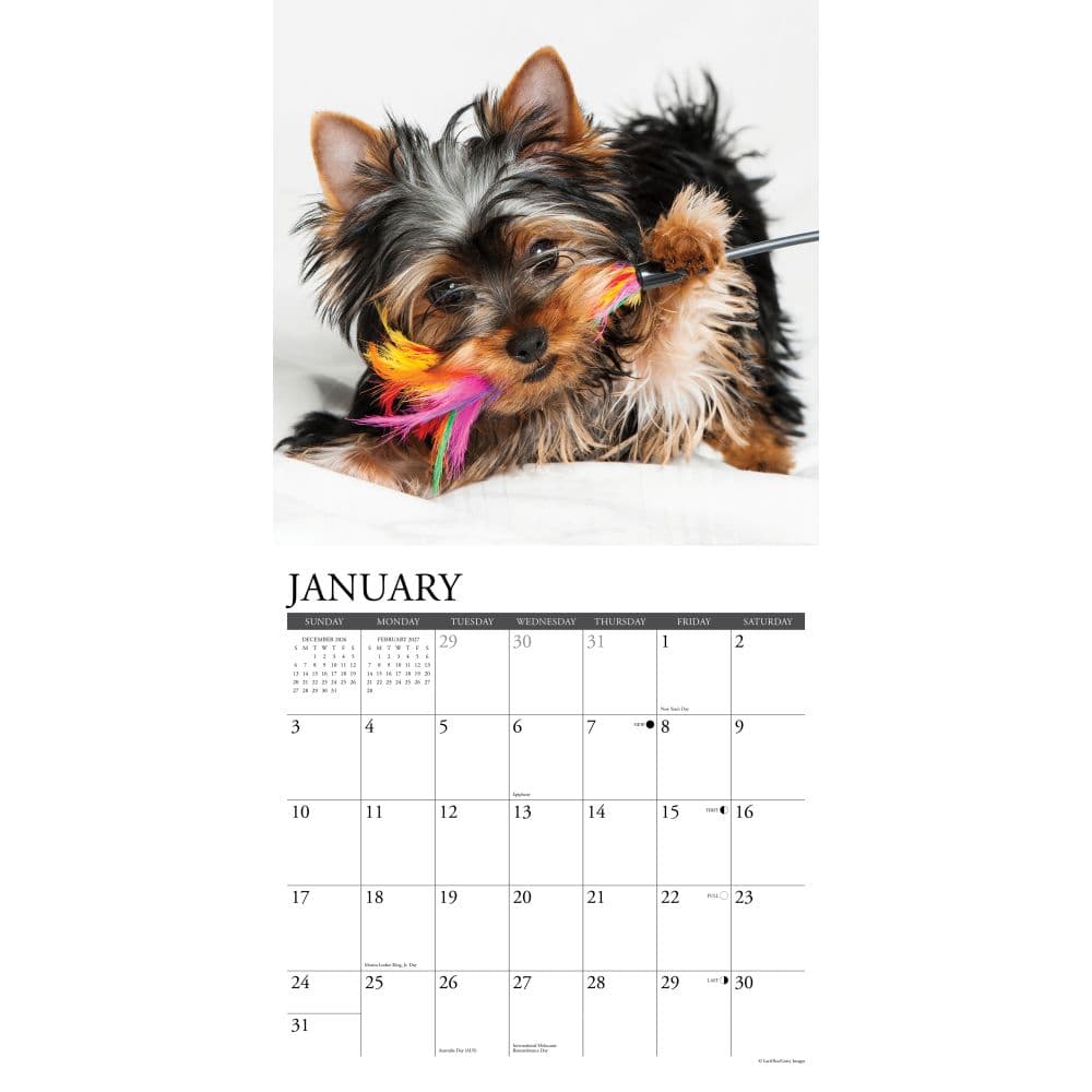 Just Yorkie Puppies 2027 Wall Calendar Second Alternate Image