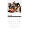 image Just Yorkie Puppies 2027 Wall Calendar Second Alternate Image