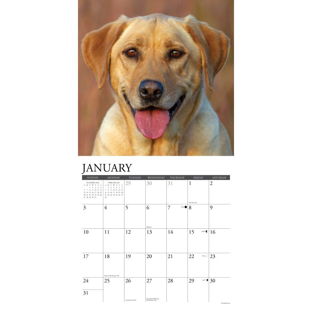 Just Yellow Labs 2027 Wall Calendar Second Alternate Image