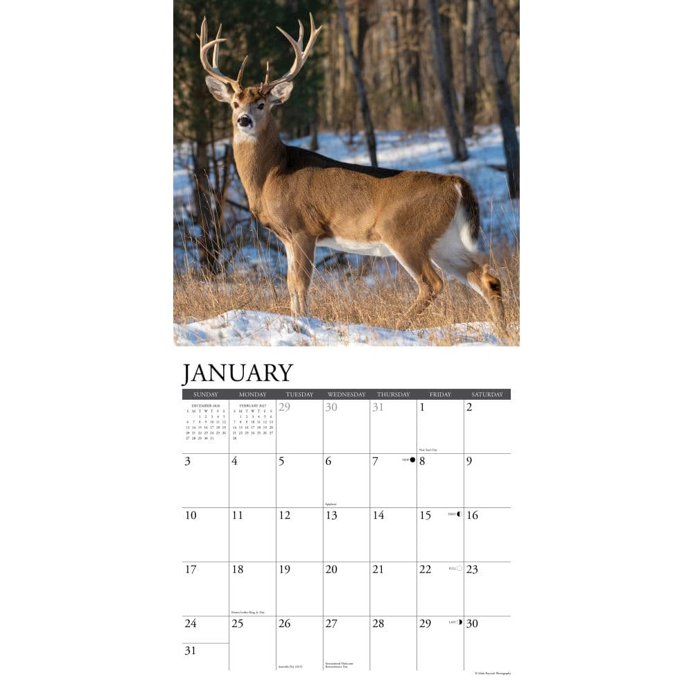 Whitetail Monarchs 2027 Wall Calendar Second Alternate Image