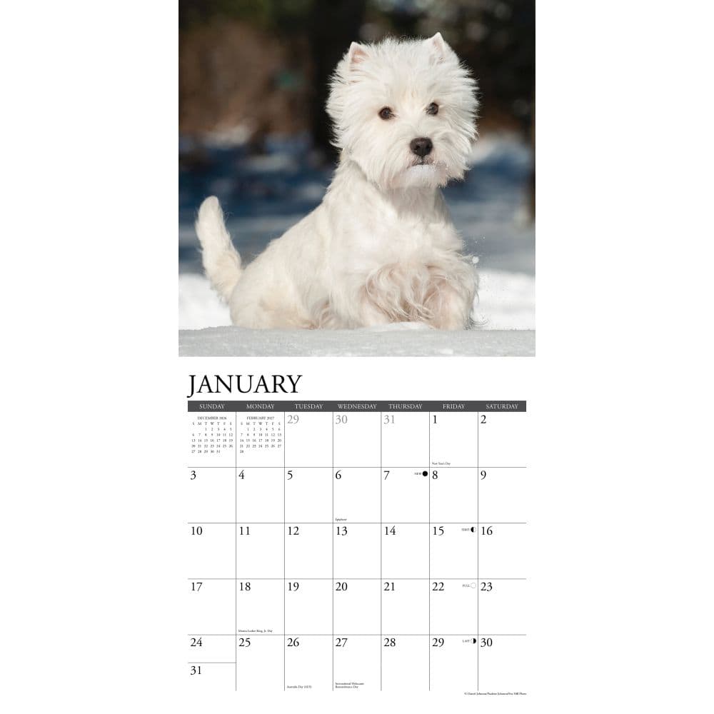 Just Westies 2027 Wall Calendar Second Alternate Image