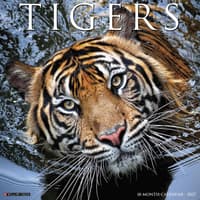 image Tigers 2027 Wall Calendar Main Product Image