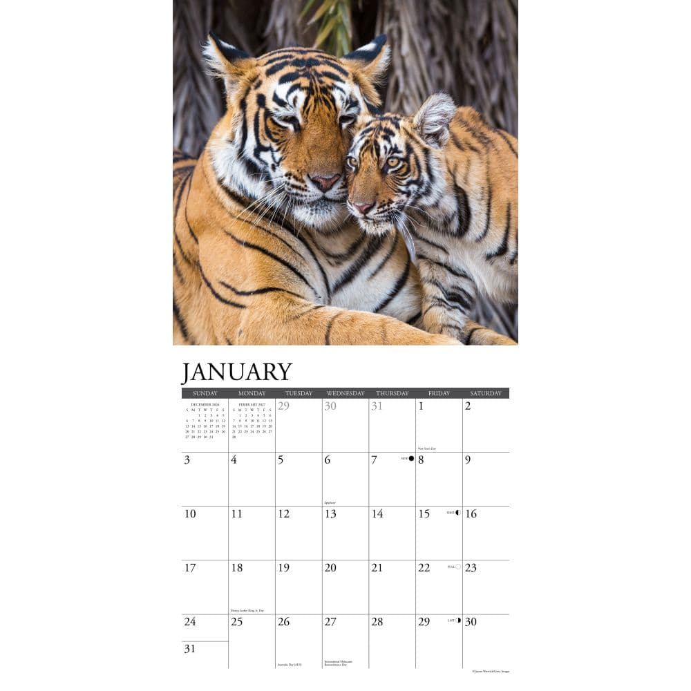Tigers 2027 Wall Calendar Second Alternate Image