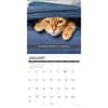 image Snapcats 2027 Wall Calendar Second Alternate Image