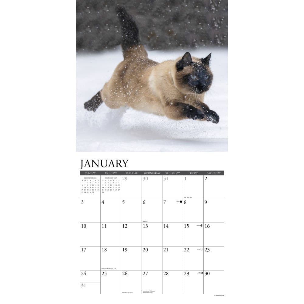 Siamese Cats 2027 Wall Calendar Second Alternate Image