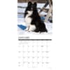image Just Shelties 2027 Wall Calendar Second Alternate Image