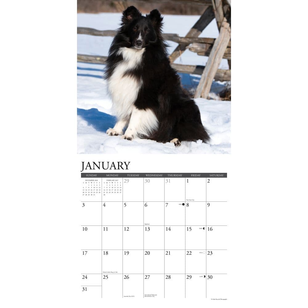 Just Shelties 2027 Wall Calendar Second Alternate Image
