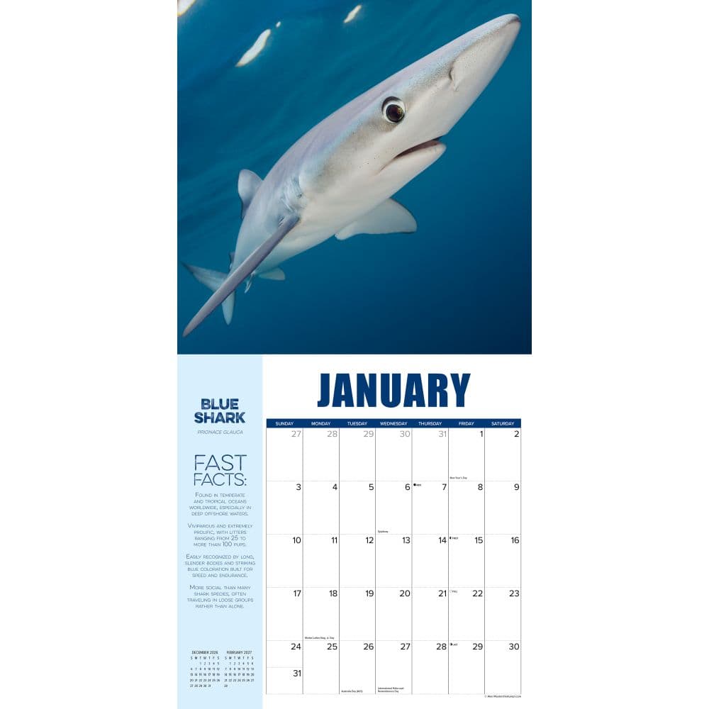 Shark Year 2027 Wall Calendar Second Alternate Image
