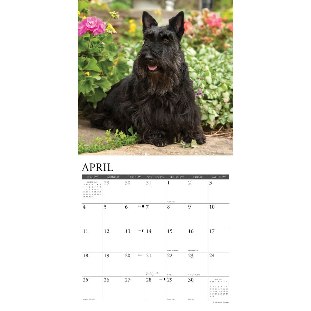 Just Scotties 2027 Wall Calendar Second Alternate Image