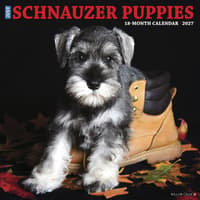 image Just Schnauzer Puppies 2027 Wall Calendar Main Product Image