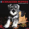 image Just Schnauzer Puppies 2027 Wall Calendar Main Product Image