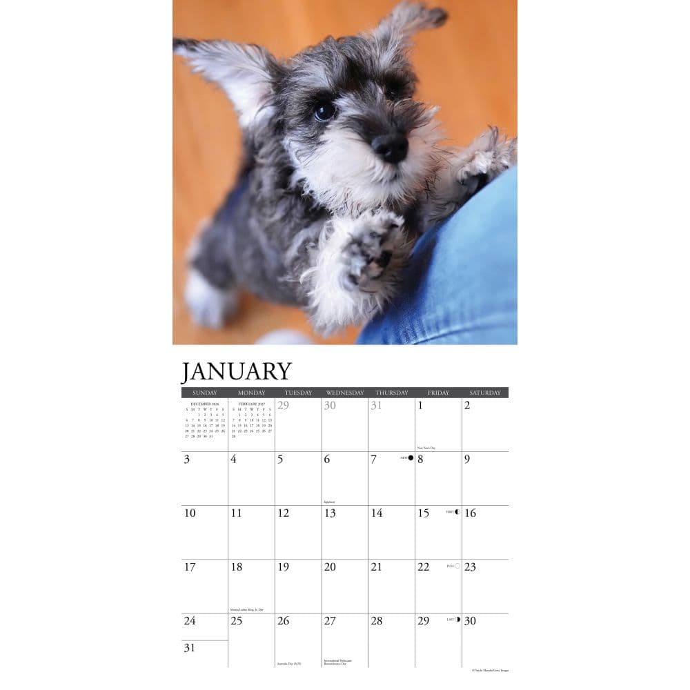 Just Schnauzer Puppies 2027 Wall Calendar Second Alternate Image