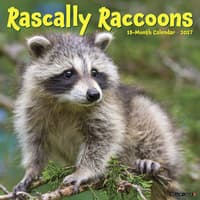 image Rascally Raccoons 2027 Wall Calendar Main Product Image